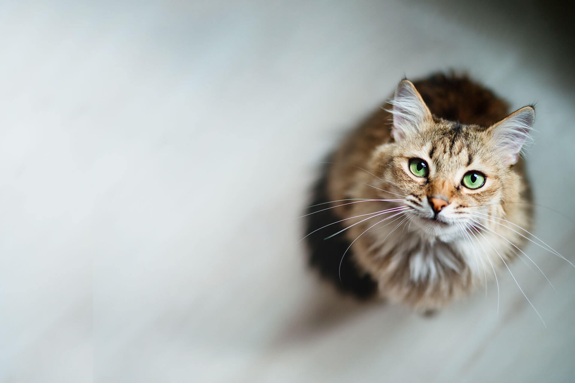 Veterinary Hospital Near Me in Columbus Mobile