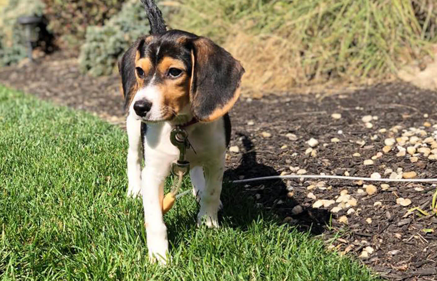 Pet Parasite Prevention in Columbus, OH 