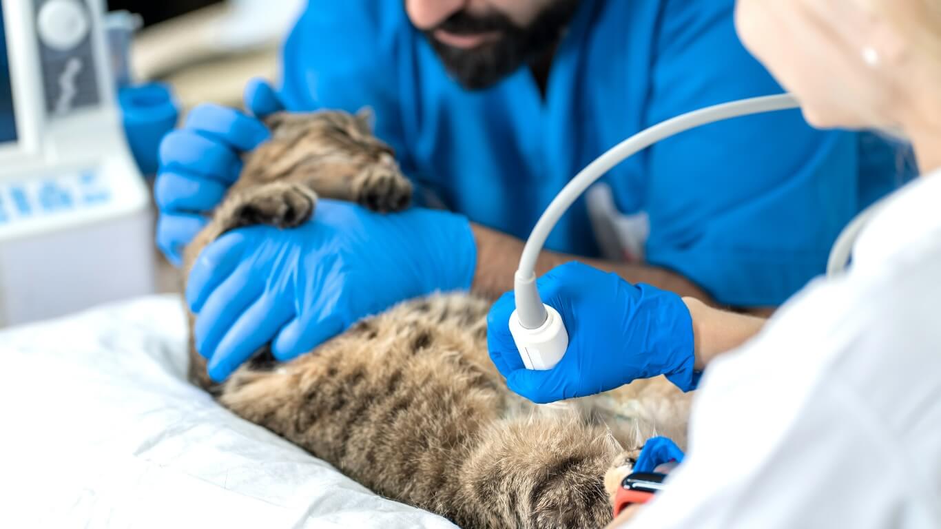 Cat Diagnostic Imaging in Columbus