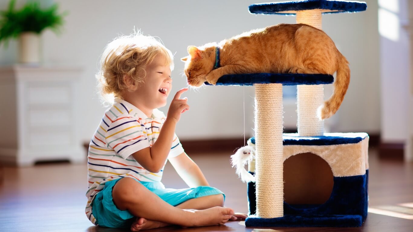 Cat Behavior