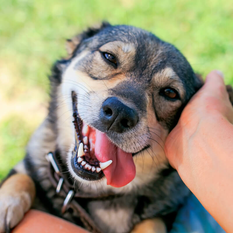 Columbus, OH Veterinarian