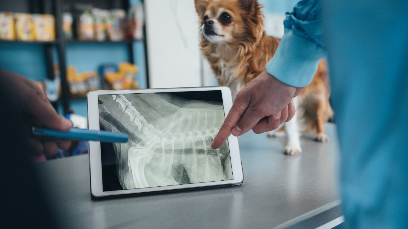 Dog Diagnostic Imaging in Columbus