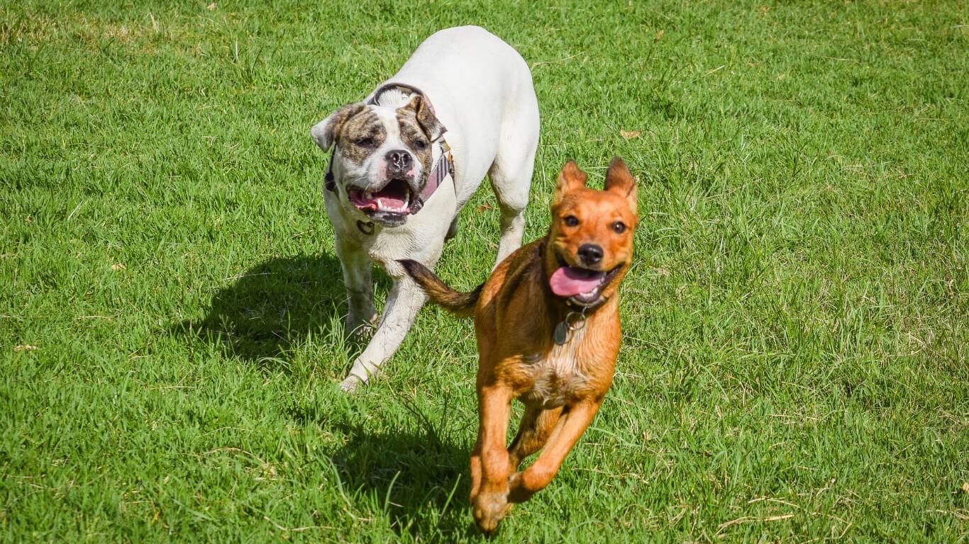 Dog Behavior in Columbus