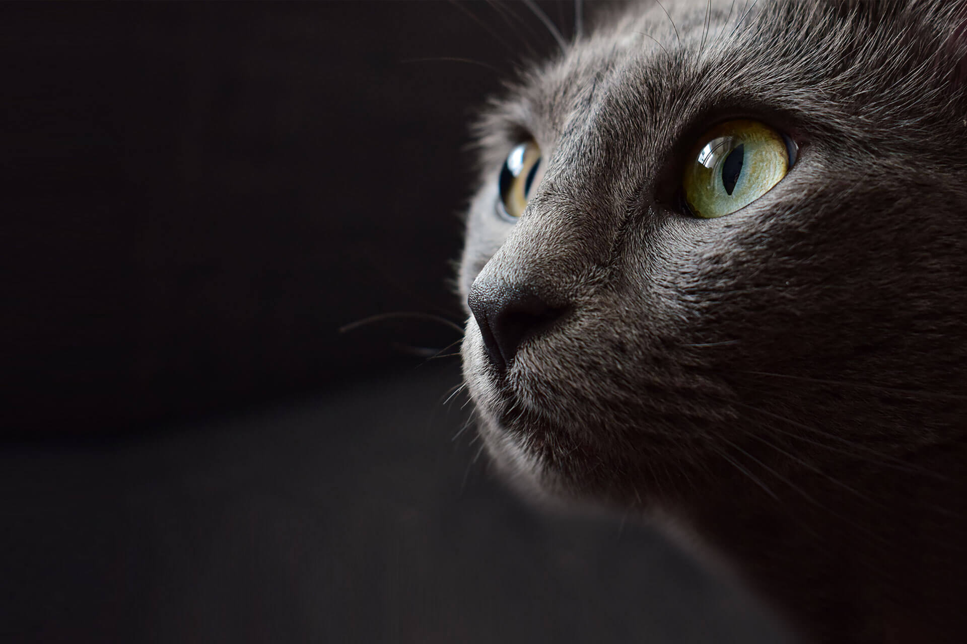 Pet Emergency Care in Columbus, OH 
