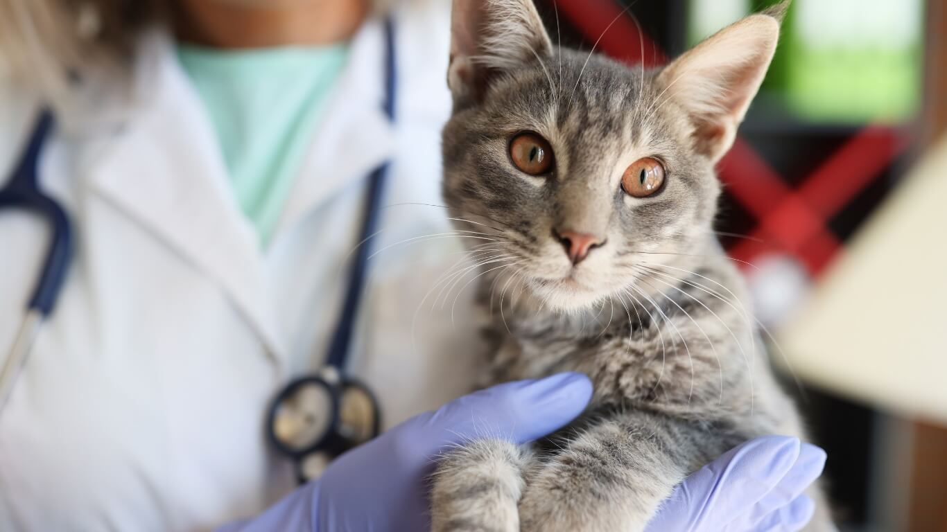 Cat Friendly Practice in Columbus