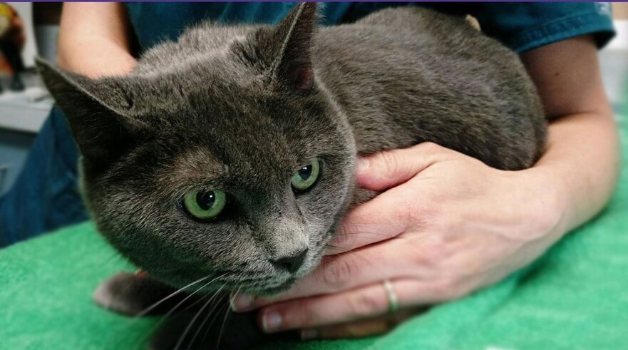 Columbus Veterinarian