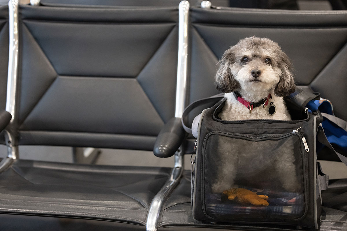 Pet Health Certifications in Columbus, OH 