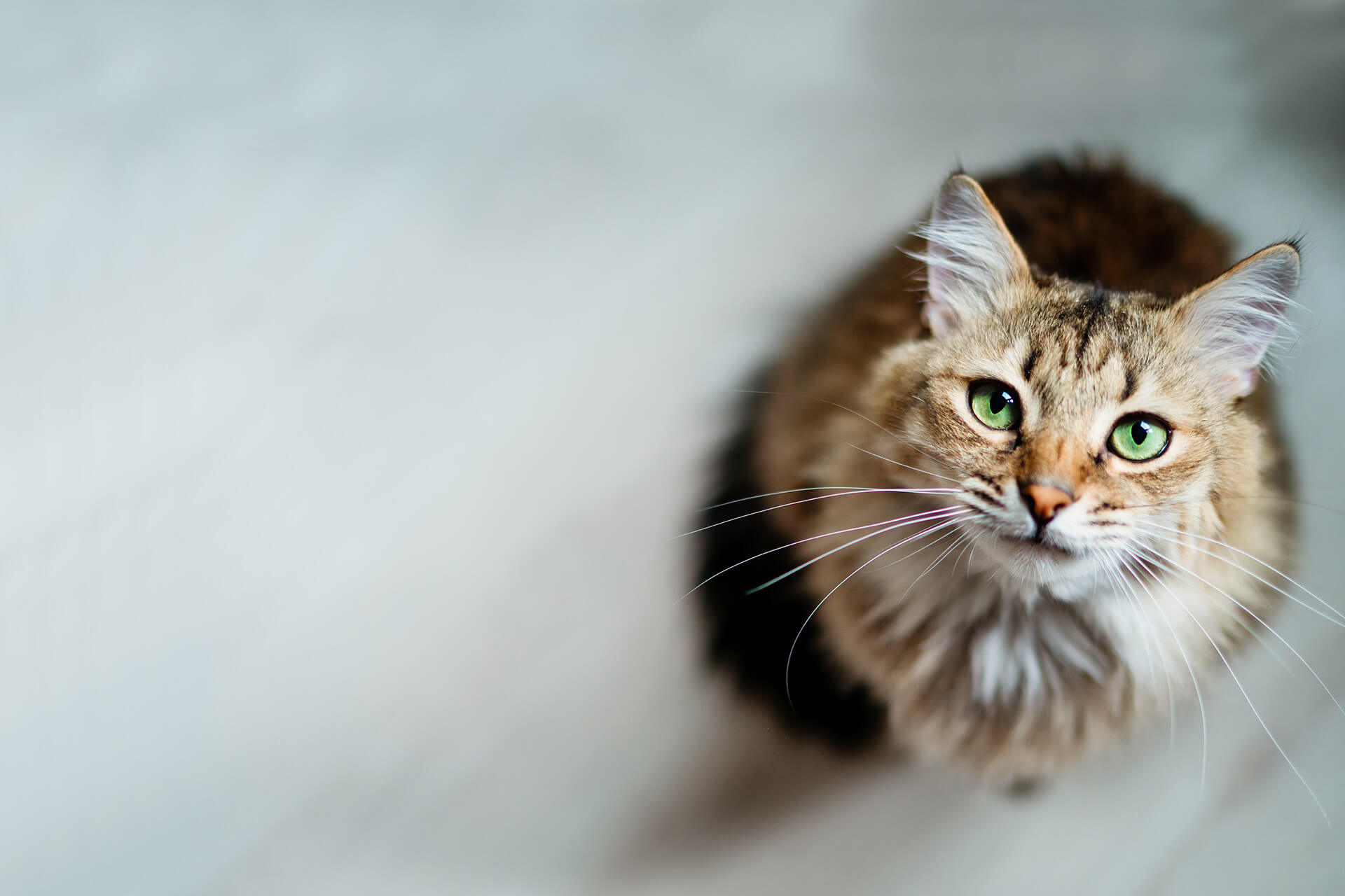 Pet Surgery in Columbus, OH 
