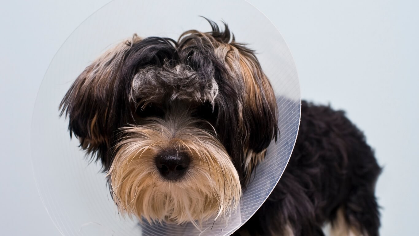 Neuter in Columbus