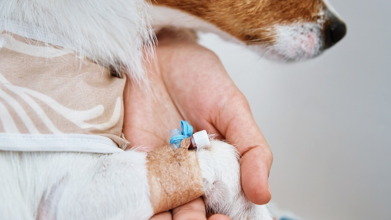 Dog Urgent Care in Columbus