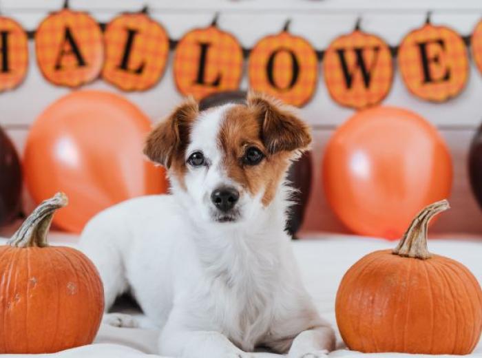 4 Spooktacular Ways to Keep Your Pets Safe on Halloween