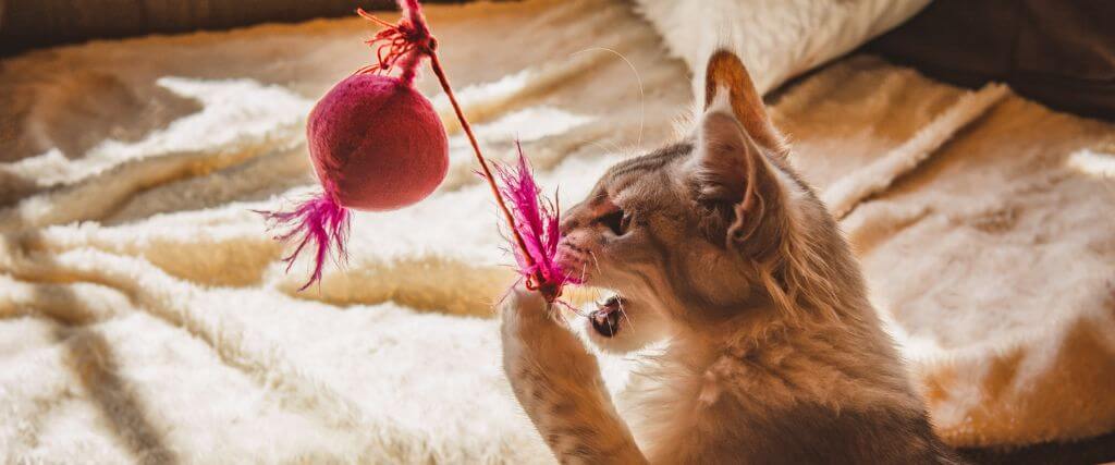 Feline Enrichment: Creating A Happier, Healthier Cat